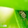 Hi There! by Joaquín Alonso Arellano Ramírez - Close-up Photography, Macro Photography, Photo of the Day, Photography Awards, Nature Photography