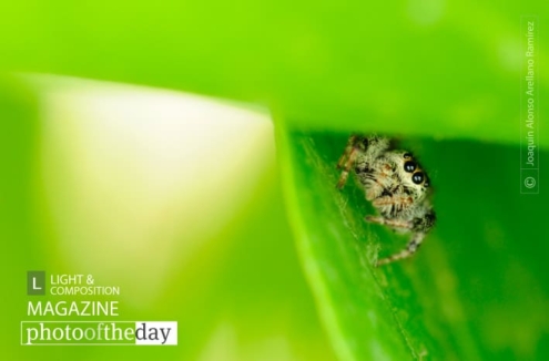 Hi There! by Joaquín Alonso Arellano Ramírez - Close-up Photography, Macro Photography, Photo of the Day, Photography Awards, Nature Photography
