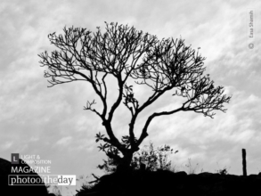 Silhouette in the Lonely World by Easa Shamih