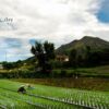 Volcanic Onion Fields, by Greg Goodman - Travel Photography, Volcanic Landscape Photography, Photo of the Day, Bali Photography, Greg Goodman