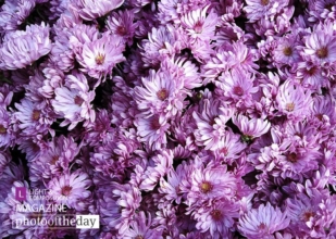 Heaven's Bed by Tathagata Das