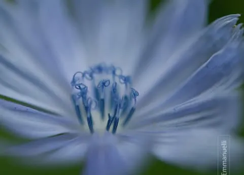 Blue Flower by Orlando J Emmanuelli