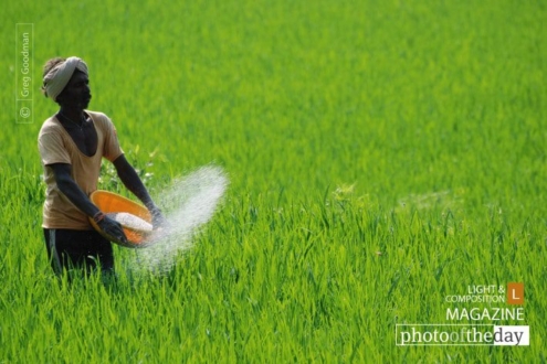 Early Morning Field Work, by Greg Goodman - Photojournalism, Color Photography, Photo of the Day, Award Winning Photography, Greg Goodman