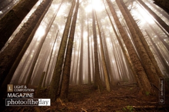 Where Dreamers Escape, by Jen Mitsuko