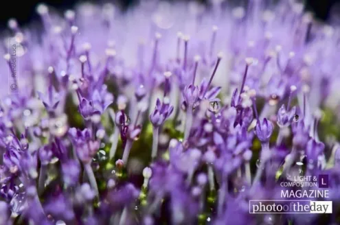 Photo of the Month — December 2011