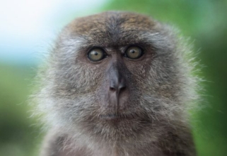 Female Macaque by Shamma Esoof