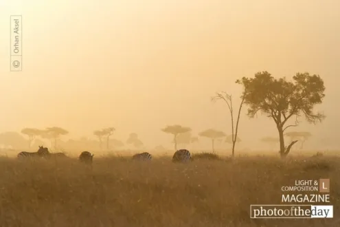 Photo of the Month — January 2012