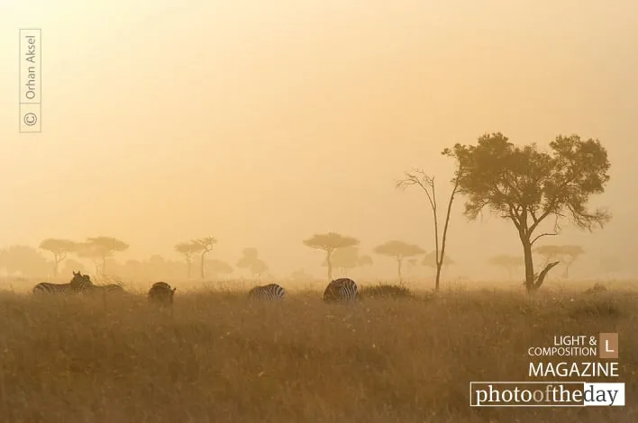 Out of Africa by Orhan Aksel
