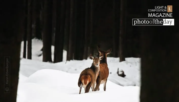 Red Deer, by Karin Eibenberger - Wildlife Photography, Nature Photography, Red Deer, Photo of the Day, Photography Awards