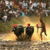Kambala, Motion Photography, Photojournalism, Award-Winning Photography, Photography Awards – Kambala, a Village Sports, by Achintya Guchhait Kambala, a Village Sports, by Achintya Guchhait - Kambala, Motion Photography, Photojournalism, Award-Winning Photography, Photography Awards