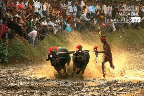 Kambala, a Village Sports by Achintya Guchhait