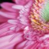 Pink Gerbera, by Luca Renoldi - Close-up Photography, Photography Award, Photo of the Day, Gerbera, Flower Photography