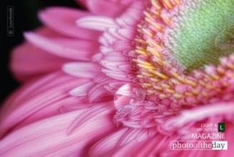 Pink Gerbera by Luca Renoldi