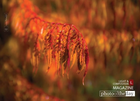 Fall Red, by Luca Renoldi - Photo of the Day, Color Photography, Art Photography, Photography Awards, Luca Renoldi
