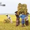 Paddy Field Story, by Shahnaz Parvin - Documentary Photography, Photojournalism, Art Photography, Photography Awards, Photo of the Day