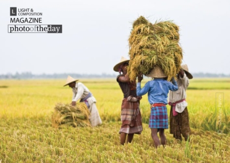 Paddy Field Story, by Shahnaz Parvin - Documentary Photography, Photojournalism, Art Photography, Photography Awards, Photo of the Day