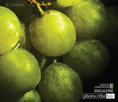 Grape, by Luca Renoldi - Close-up Photography, Photo of the Day, Photography Awards, Art Photography, Luca Renoldi