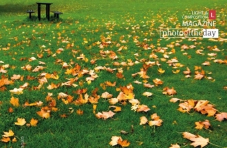 Strewn by Kurien Koshy Yohannan