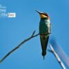Bee Eater, by Karin Eibenberger - Wildlife Photography, Nature Photography, Photo of the Day, Photography Awards, Bee Eater