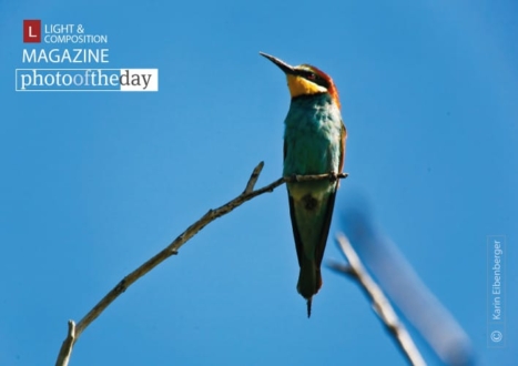 Bee Eater, by Karin Eibenberger - Wildlife Photography, Nature Photography, Photo of the Day, Photography Awards, Bee Eater