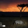 Sunset in Maasai Land, by Orhan Aksel - Wildlife Photography, Photojournalism, Sunset Photography, Maasai Mara, Award Winning Photography