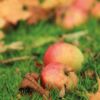 Apples in Autumn, by Anish Kharkar - Nature Photography, Photography Award, Photo of the Day, Autumn Photography, Landscape Photography