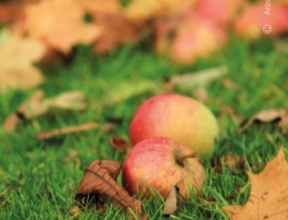 Apples in Autumn by Anish Kharkar