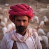 The Ranakpur Shepherd, by Kristian Bertel - Portrait Photography, Photojournalism, Photography Awards, Photo of the Day, Documentary Photography