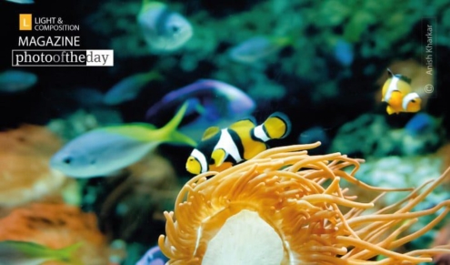 Into the world of Nemo, by Anish Kharkar - Underwater Photography, Photo of the Day, Photography Awards, Award Winning Photography, Anish Kharkar