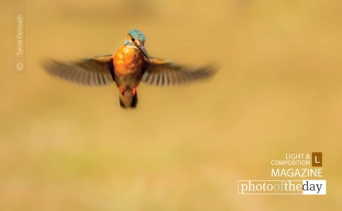 King's Flight, by Tamal Debnath - Wildlife Photography, Photography Award, Photo of the Day, Nature Photography, Kingfisher Photography