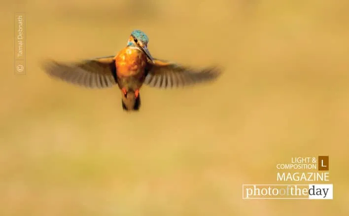 King’s Flight by Tamal Debnath