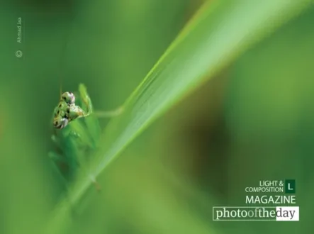 Mantis Eye, by Ahmad Jaa - Close-up Photography, Photography Awards, Photo of the Day, Macro Photography, Art Photography