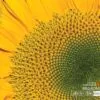 Sunflower, by Luca Renoldi - Sunflower, Close-up Photography, Photo of the Day, Photography Awards, Art Photography