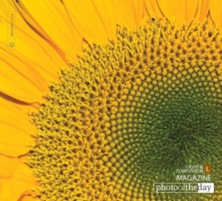 Sunflower by Luca Renoldi