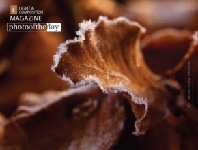 Frost by Kurien Koshy Yohannan