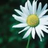 Daisy, by Ronnie Glover - Nature Photography, Photography Awards, Photo of the Day, Online Photography Courses, Art Photography