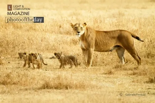 Lioness and Cubs, by Gabriele Ferrazzi - Wildlife Photography, Photojournalism, Nature Photography, Gabriele Ferrazzi, Photo of the Day