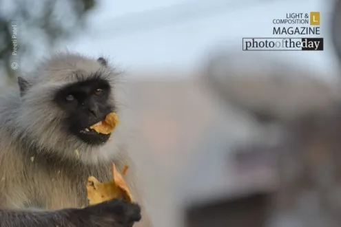 Snack Time by Preeti Patel