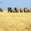 Mara Elephants Group, by Gabriele Ferrazzi - Wildlife Photography, Photojournalism,  Photography Awards, Photo of the Day, Gabriele Ferrazzi