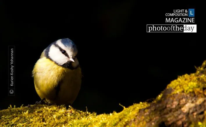 Blue Tit by Kurien Koshy Yohannan