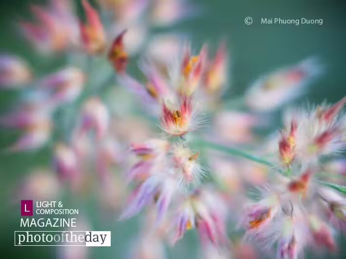 Fires, by Mai Phuong Duong - Close-up Photography, Award Winning Photography, Photo of the Day, Macro Photography, Photography Awards