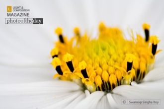 On a White Cushion by Swaroop Singha Roy