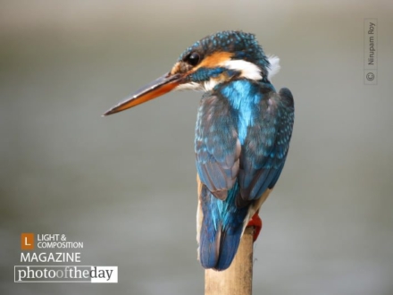 Intense Gazer, by Nirupam Roy - Wildlife Photography, Nature Photography, Photo of the Day, Photography Award, Light & Composition