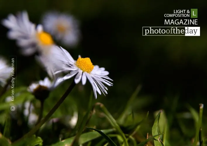 Photographing Daisy by Kurien Koshy Yohannan