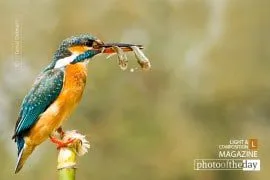 Double Trouble, by Tamal Debnath - Wildlife Photography, Nature Photography, Photo of the Day, Photography Awards, Online Photography Courses