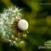 Dispersion by Kurien Koshy Yohannan