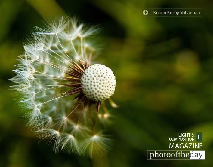Dispersion, by Kurien Koshy Yohannan - Close-up Photography, Nature Photography, Photo of the Day, Photography Awards, Art Photography