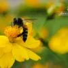 The Royal Bee by Priyatosh Dey