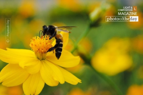 The Royal Bee, by Priyatosh Dey - Close-up Photography, Nature Photography, Photography Award, Photo of the Day, Award Winning Photography