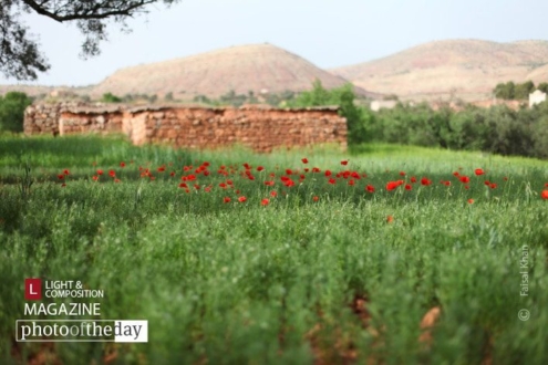 On a Spring Day, by Faisal Khan - Nature Photography, Photo of the Day, Photography Awards, Art Photography, Landscape Photography